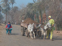 Transport de limon pour les briques
