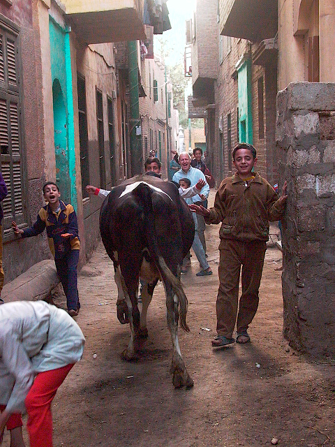 vache de foot