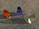 petits papillons à poser